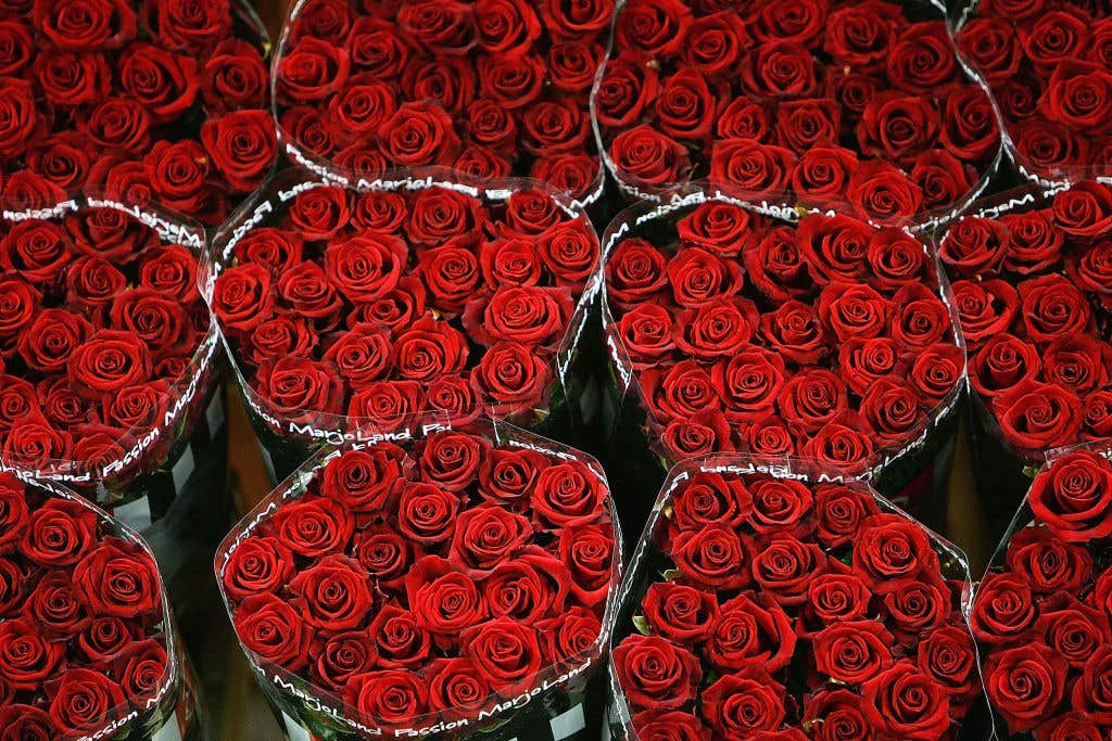 Worlds Largest Flower Auction Prepares For Valentines Day